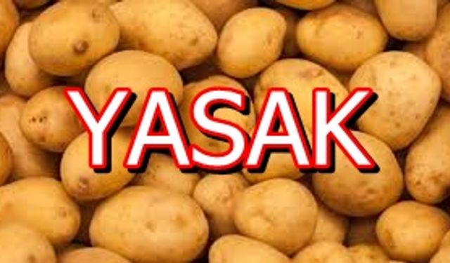 TOSYA'DA PATATES ÜRETİMİ YASAKLANDI...